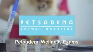 Wellness Exams At Petsadena
