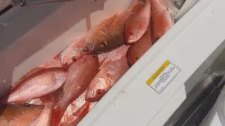 Elite Fishing And Outdoor Ep 16 ( The Vermillion Snappers was on fire today)🔥🔥🔥#fishing #fish #fun