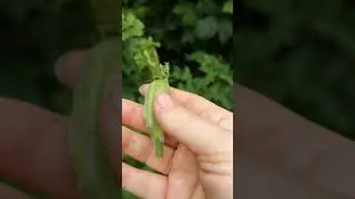 Identifying common hogweed, and harvesting flower buds.