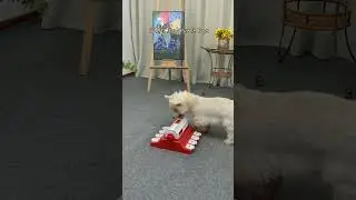 KADTC Puzzle toys! Best dog Toy in USA! K10430#dogtoys#dogpuzzletoy#dogslowbowl#funnydogs