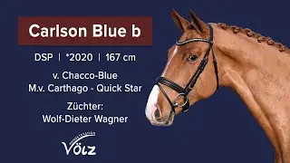 Carlson Blue b (Chacco Blue/ Carthago/Quick Star)