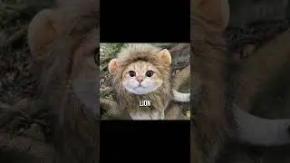 These are the top 5 most dangerous cats.