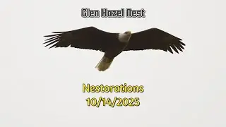 Glen Hazel Nest   nestorations   10 14 2025
