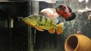 Apteronotus Albifrons Black Ghost