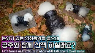 영화음악과 함께 하는 강아지 산책(Dog walk with Movie music) 🎈✨🎀🎪🌈