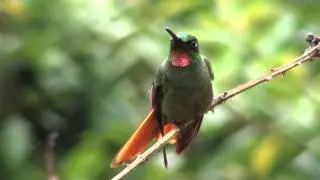 Brazilian Ruby male - Clytolaema rubricauda (Boddaert, 1783)