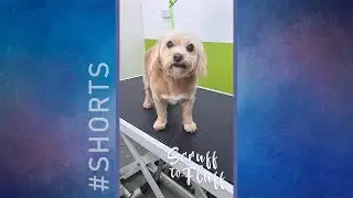 Scruff to Fluff: Terrier cross vol 2 #shorts