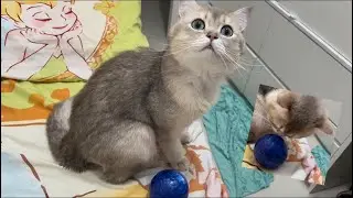 1 year old cat Pepper seeing sniffing earth globe crystal puzzle for the first time on bed
