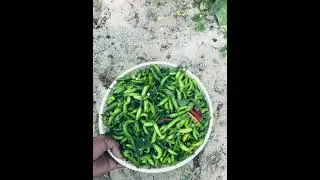 how to make money on vegetables #vegetablefarming #farming #vegetablegrowing #villagelife #viral#bm