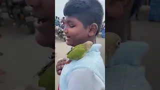 Sunday&rsquo;s-pet market visit in Simmakal #petmarket #madurai #birds