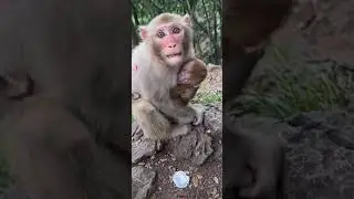 Cute little monkey