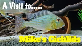 Визит к... ЦИХЛИДАМ МАЙКА (Geophagus и другие)