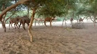 Nice camel's group walking and dancing and jumping at sand dunes #camels #camel #animals #nature