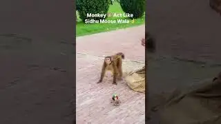 Monkey Act Like Sidhu Moose Wala ☝️ #entertainment #entertainmentreels #reels #subcribe #youtube