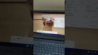 Pop Cat Speedrun