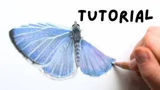 Learn to draw an azure butterfly | colored pencil for beginners
