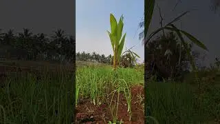 Agriculture #agriculture #drip #water #new #status #agri