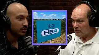 El trigo transgénico HB4 y su impacto ambiental: la mirada de Grobocopatel