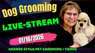 Dog Grooming Livestream. Dog haircuts, dog bathing, nail clipping. Dog Grooming Tampa. Pet Grooming.
