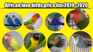 African lovebirds price list | In India | Pet's & family