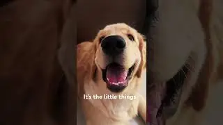 🐾My little things🐾#dobby#goldenretriever#harrypotter#puppy#dog#pets#pets#cute#petlovers#dogshorts