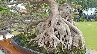 INI DIA BEST TEN BONSAI DI KELAS LARGE!