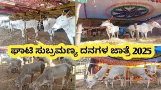 ಘಾಟಿ ಸುಬ್ರಮಣ್ಯ ಬಾರೀ ದನಗಳ ಜಾತ್ರೆ #2025 ghatti subramanya cattle jathra@