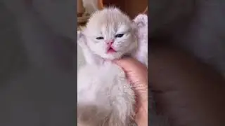 Animali belli