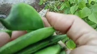 মাশাল্লাহ একটা ,গাছে কত সবজি ধরছে দেখেন 