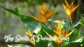 The Birds of Paradise Song 🌺 | Flower Symbolism and Uplifting Flower Music