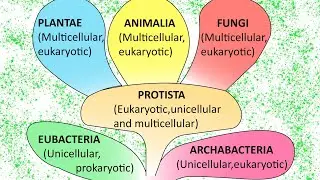 6 KINGDOM CLASSIFICATION 🥶 | classification of living organisms 🍀🍁 |