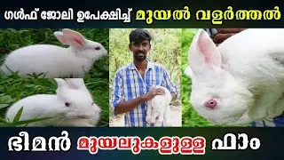 മുയൽ വളർത്തൽ | Muyal Valarthal in Kerala | Rabbit Farming Kerala | Rabbit Farm Malayalam | മുയൽ ഫാം
