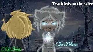 Two birds on the wire - MLB (Gacha Club) ft. Chat Noir & Chat Blanc