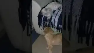 lisa y lucca
