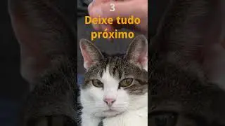 7 Dicas de cuidado pet : COMO CUIDAR DO GATO AP&Oacute;S A CASTRA&Ccedil;&Atilde;O