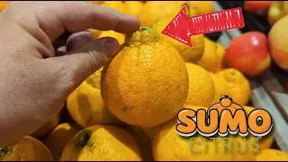 Как выбрать идеальный цитрусовый сорт SUMO! Мой простой метод в 3 шага.