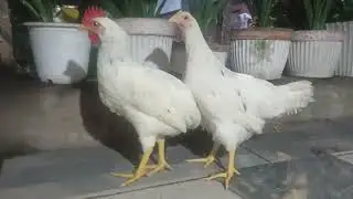 White Leghorn (Roo) and Rhode Island Red (Hen) Cross. #philippines #chicken #heritagechicken