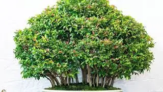 35th Okinawa Allied Exhibition Bonsai Show Japan 2022
