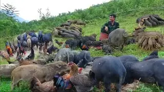 A single father is looking for food. Please sell pork at a high price. Harvest cassava for the pigs.