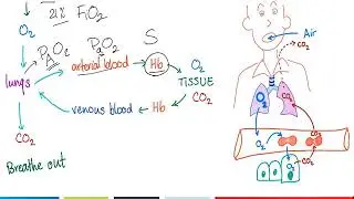 Lecture: Blood Oxygen Measurement and Monitoring