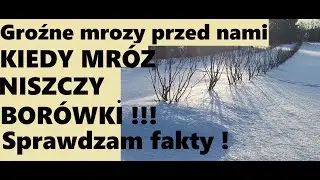 Морозы и черника – нужно ли защищать кустарники?! Когда следует чего-то бояться? Проверьте факты!!!