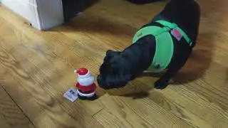 Black Pug (Chief) barking at a plastic toy Santa