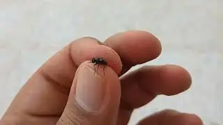 Stomoxys calcitrans&nbsp;(stable fly or&nbsp;biting house fly)