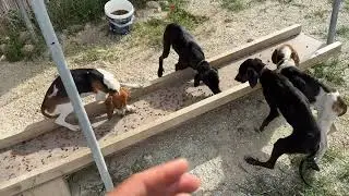The Dogs I Rescued from Hell Are Feeling Better after Eating - Takis Shelter