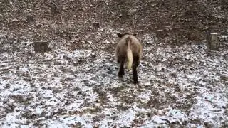 Ace of Diamonds Steer