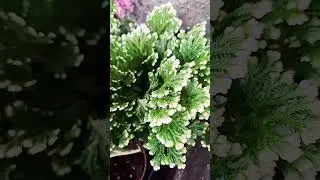 @-earth.plants-animalsSelaginella kraussiana, frosty fern,fieri ngric&euml;