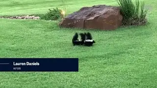 Taking the stink out of skunks