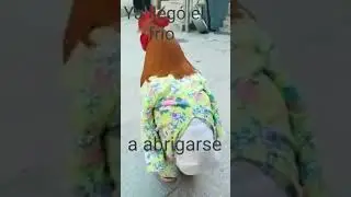 Abrigarse