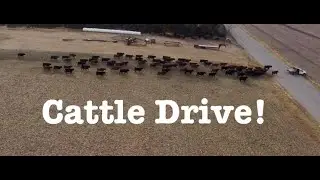 Cattle Drive #2 | Getting Ready for our First Snow!