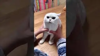 funny cat videos  cute cat videos  cute animals  funny cats #shorts